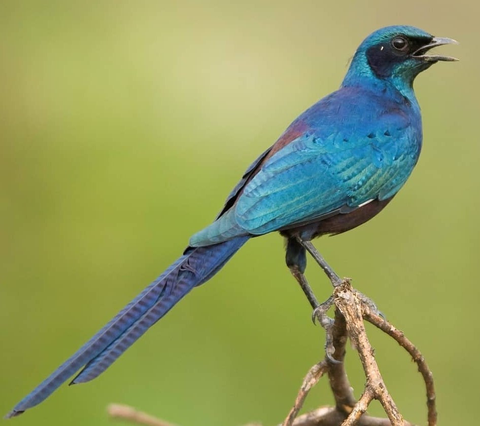 image Meves's Starling